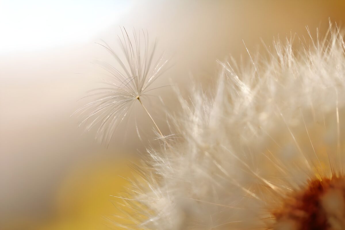 Dandelion fluff in de zon
