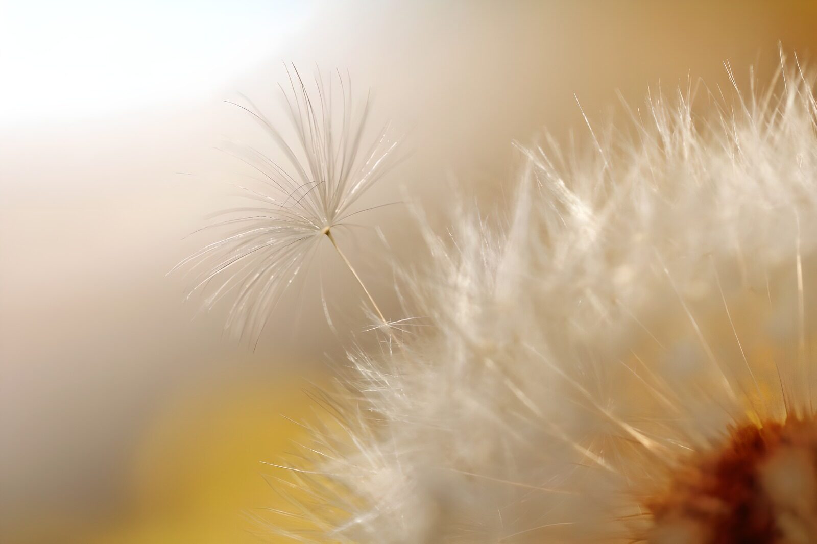 CW4400287: Dandelion fluff in de zon