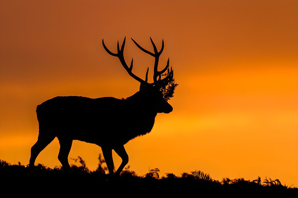 De Silhouet van een Hert bij Zonsopgang