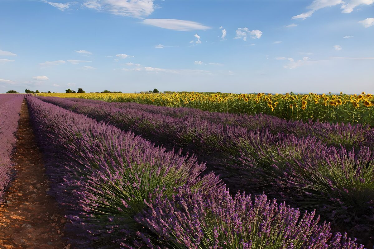 Prachtige velden van lavendel en zonnebloemen