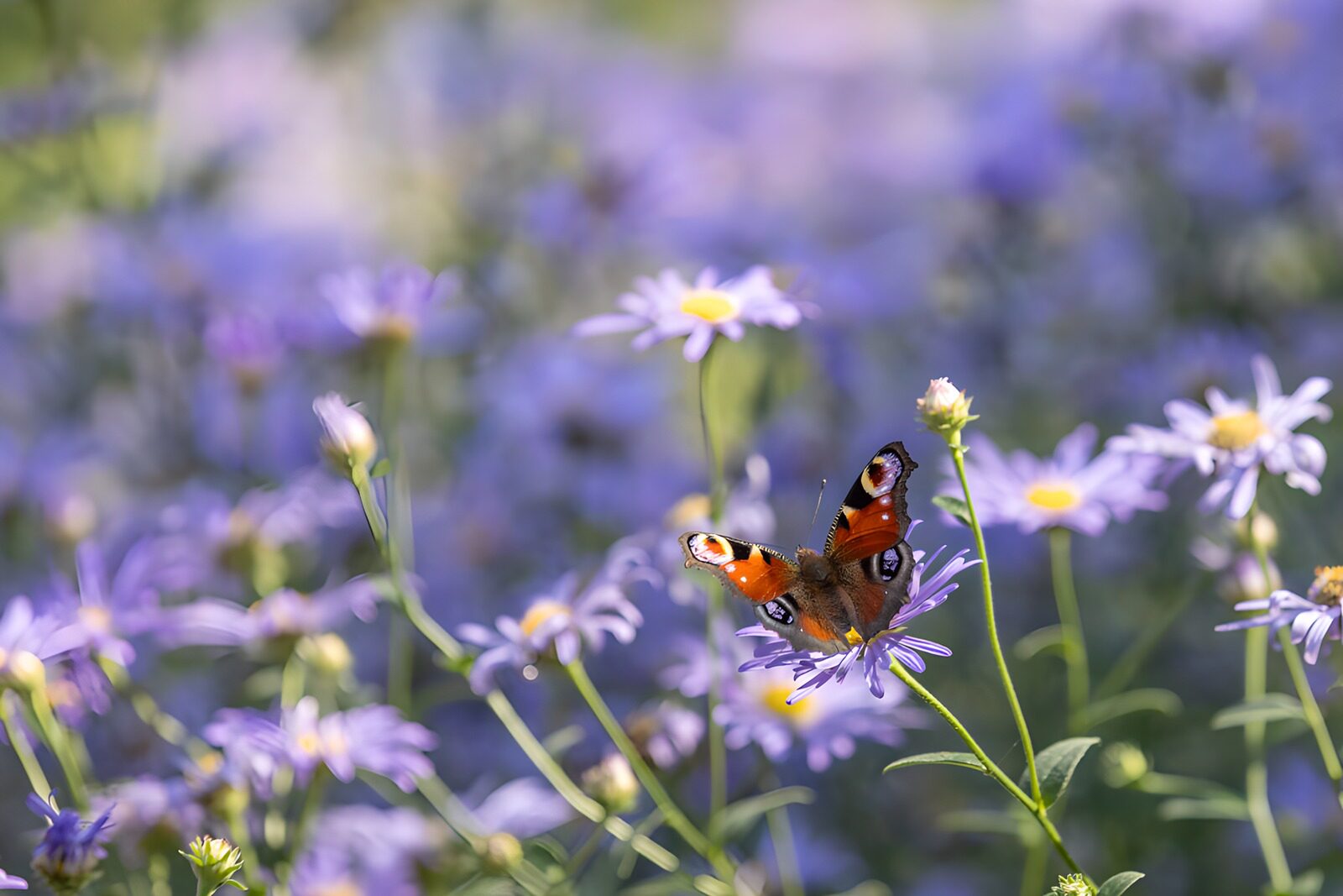 CW9881271: Vlinder tussen paarse bloemen