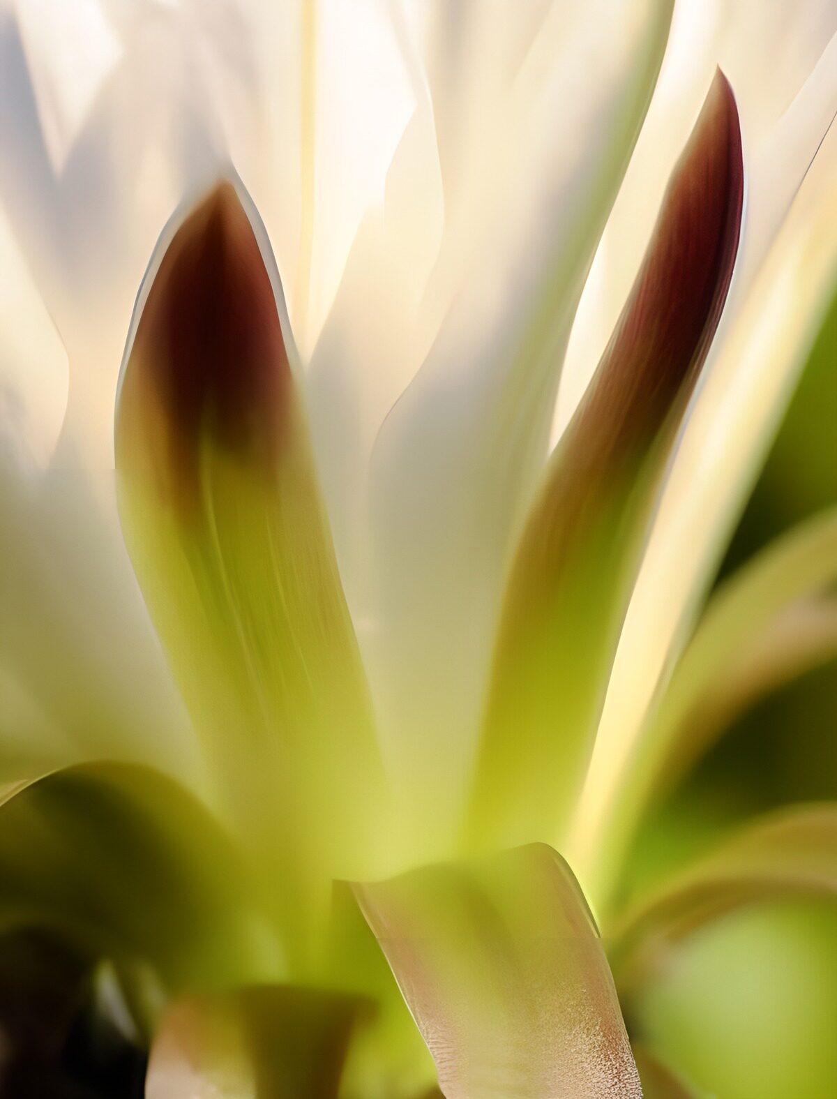 CW1603285: Delicate schoonheid van een bloem