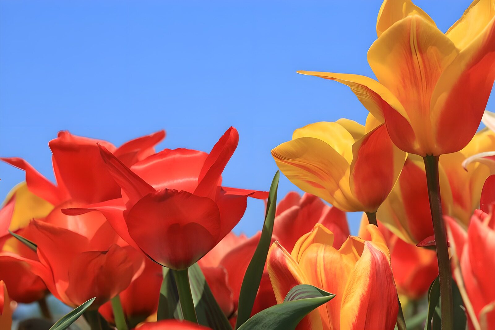 CW1835076: Kleurrijke tulpen in volle bloei