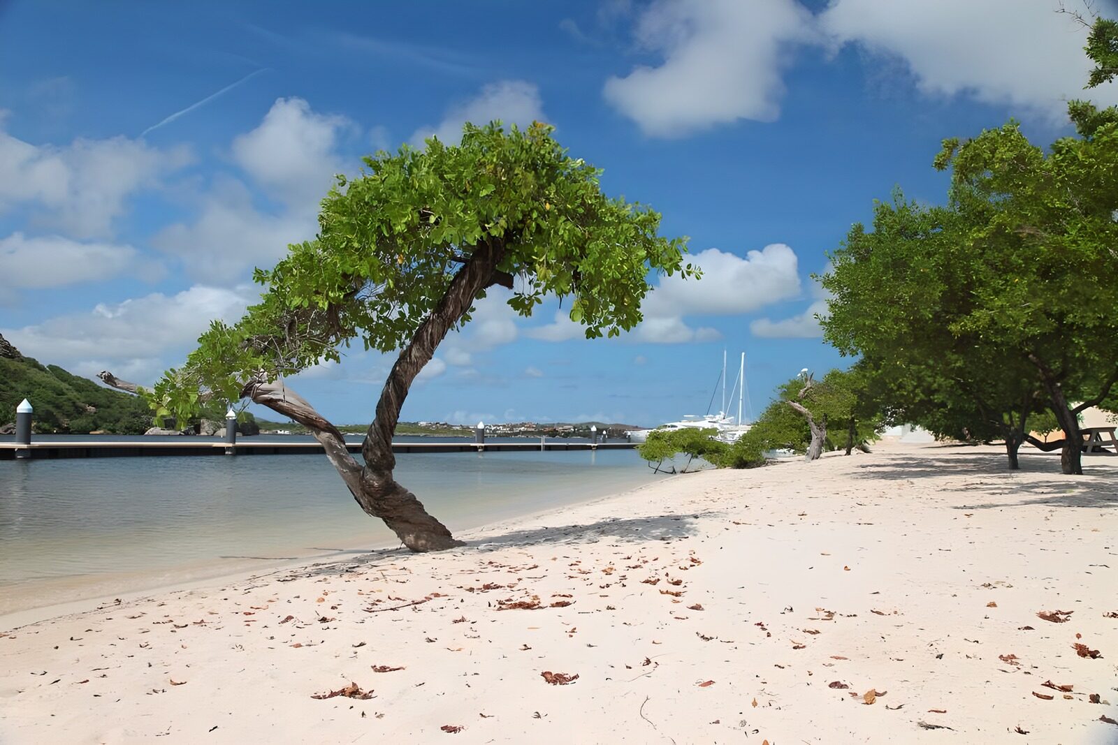 CW4786807: Mooi strand met een scheve boom