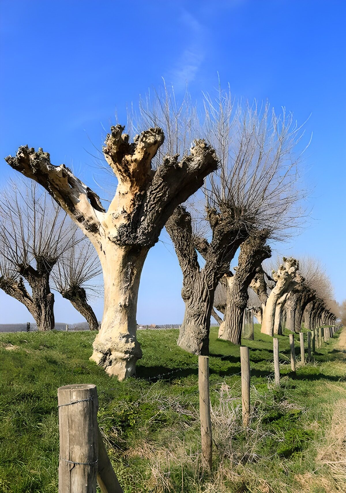 Knotwilgen langs de weg