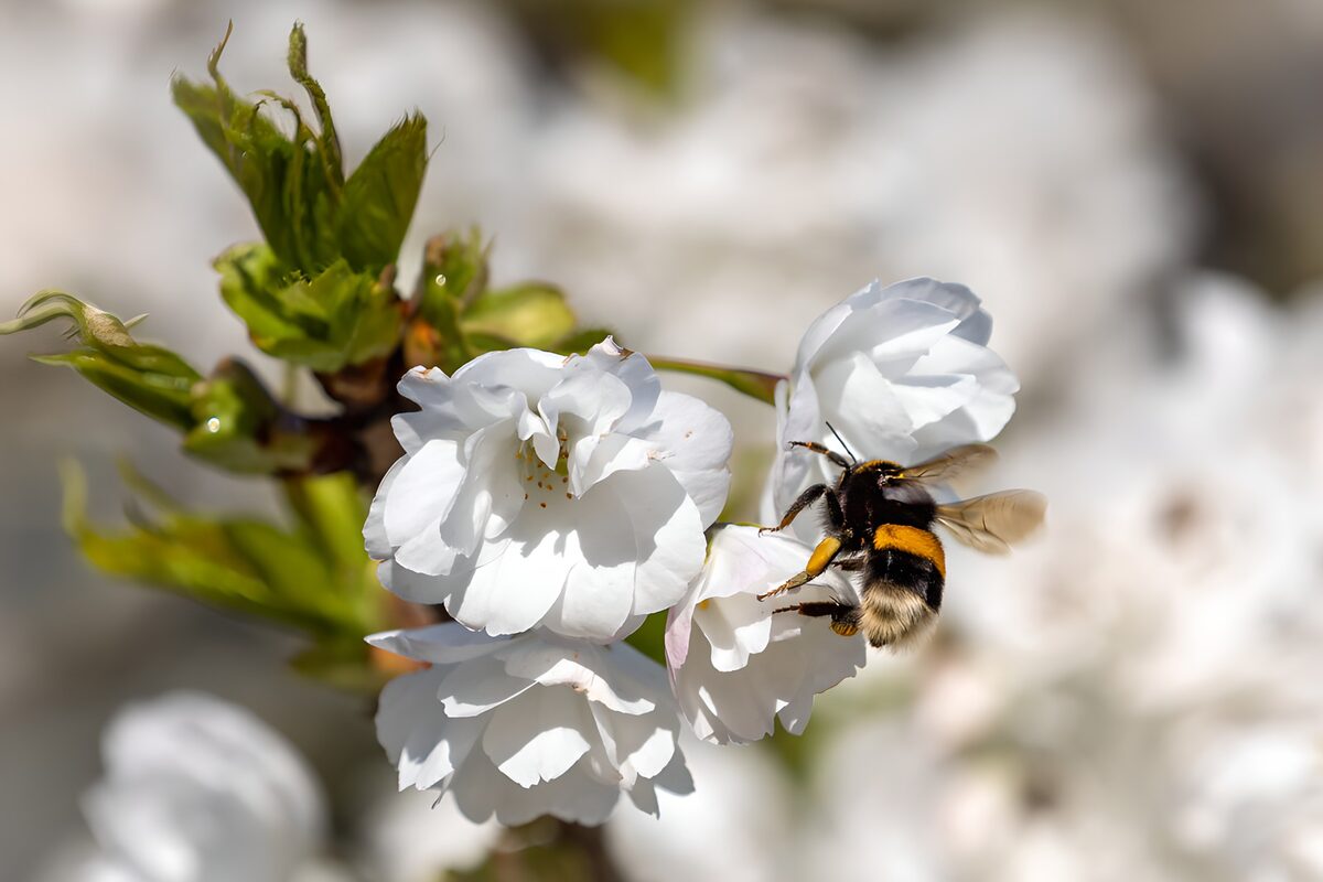 Bijen op bloeiende kersenboom