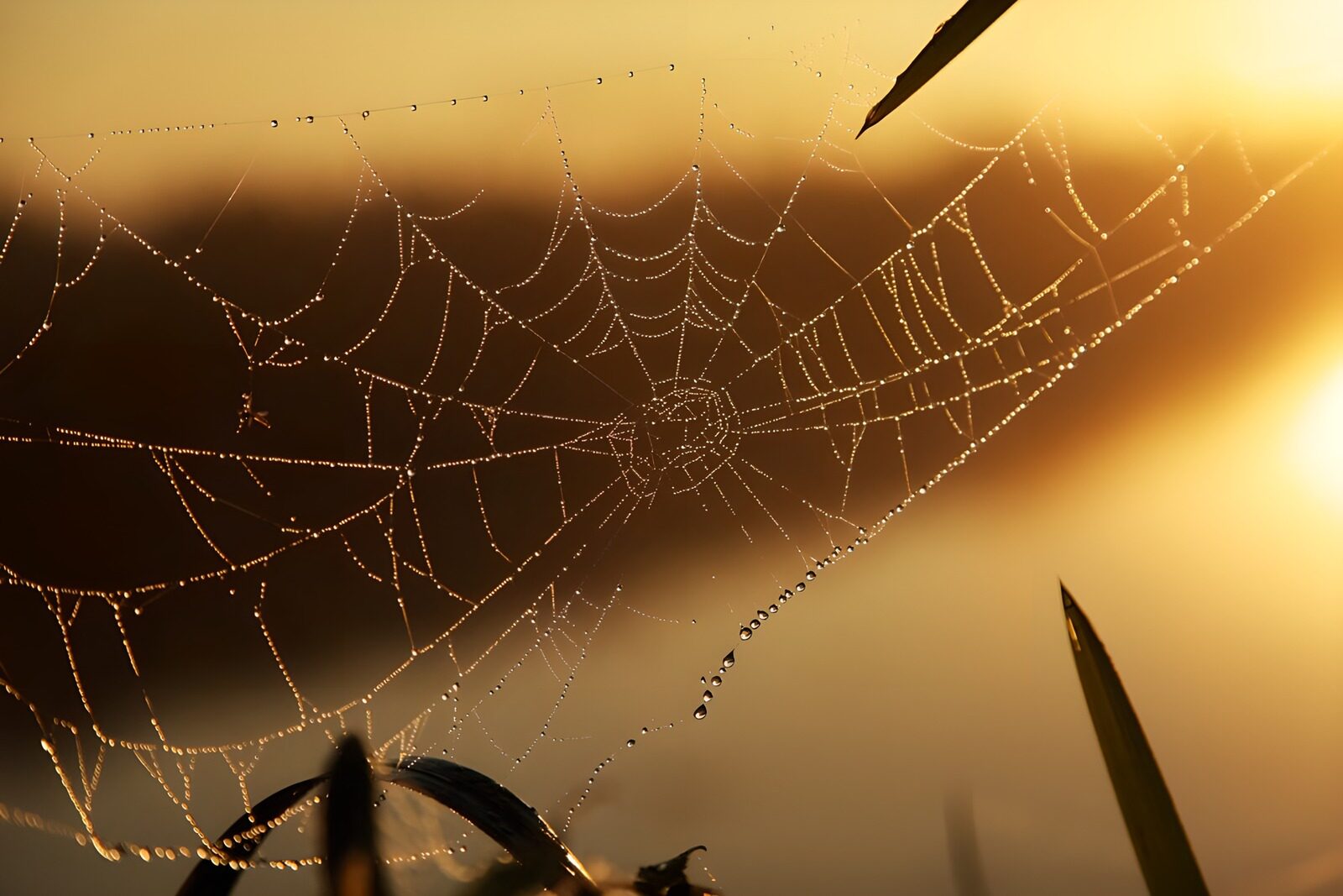 CW2033077: Betoverend spinnenweb in de ochtenddauw