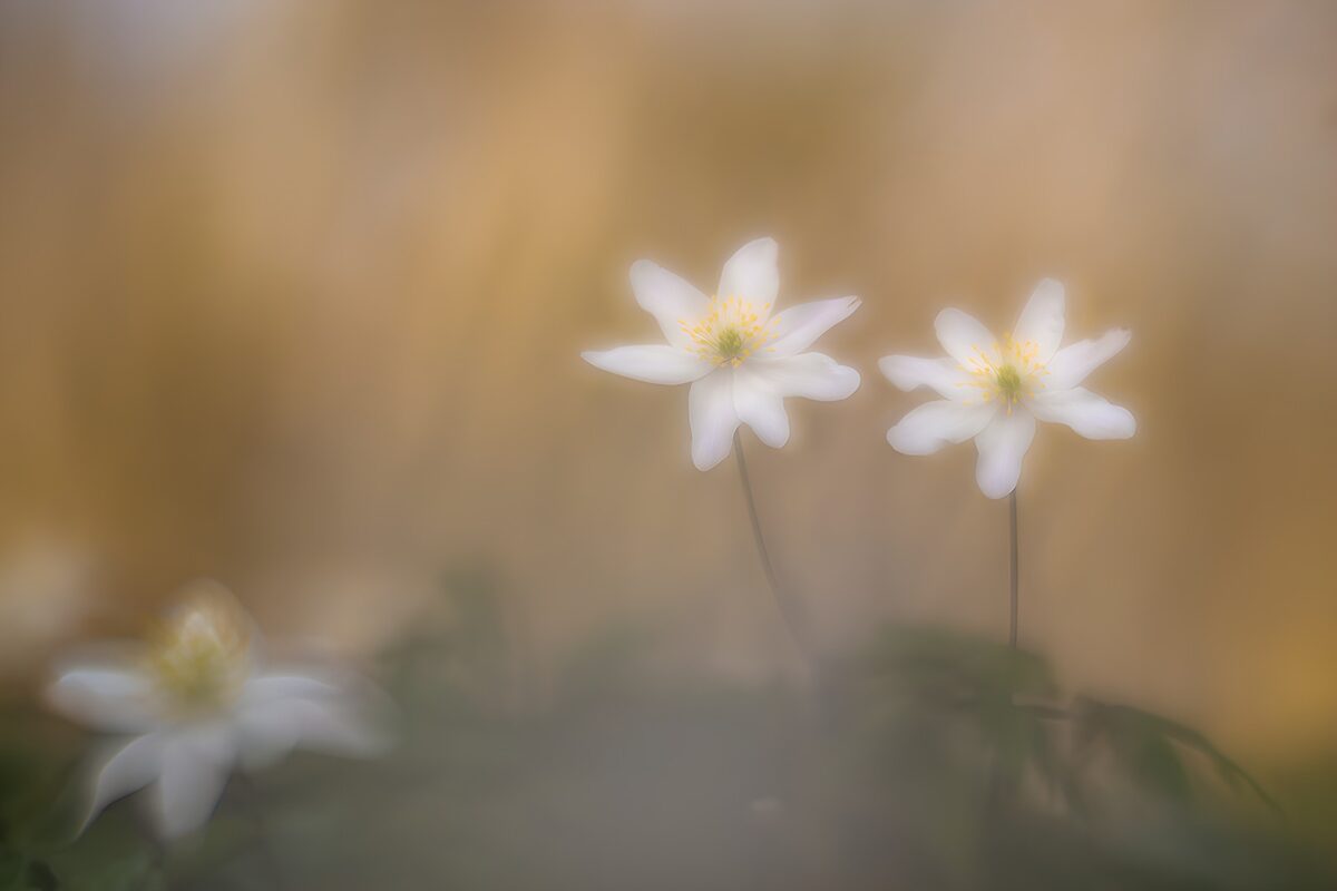 Witte bloemblaadjes in zachte zonlicht