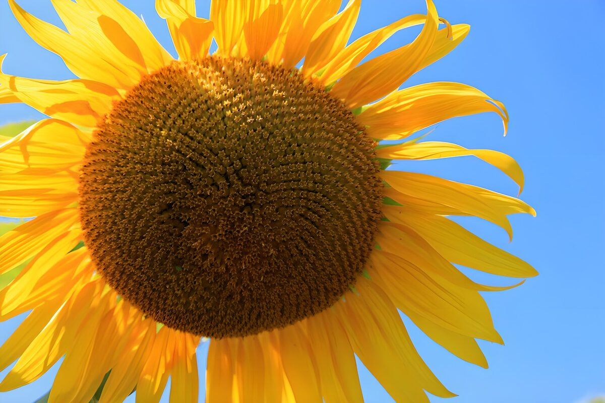 Stralende Zonnebloem Onder de Blauwe Lucht