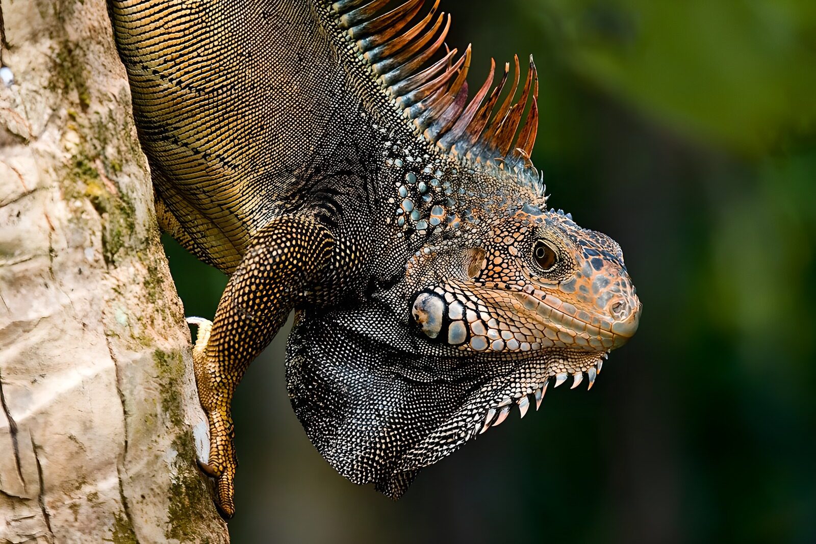 CW3852574: Oostenlijke Iguana op een Boom