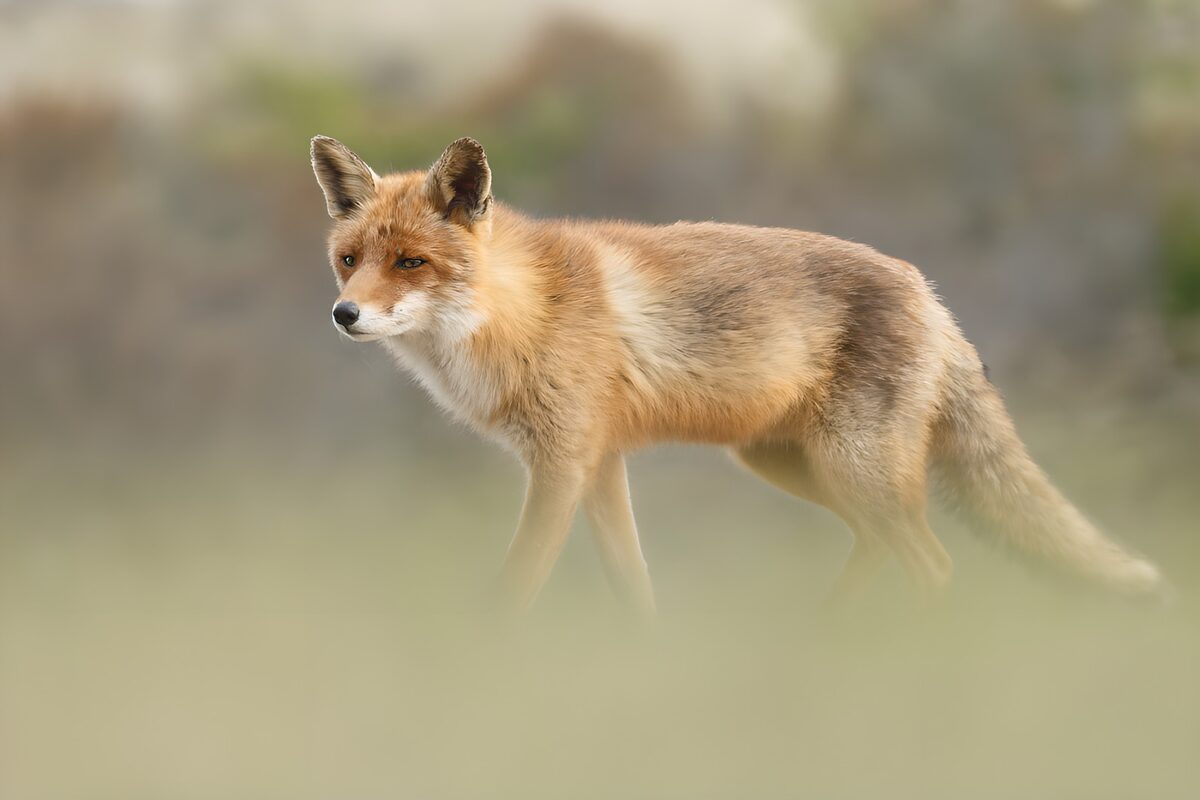 Een stijlvolle vos in de natuur