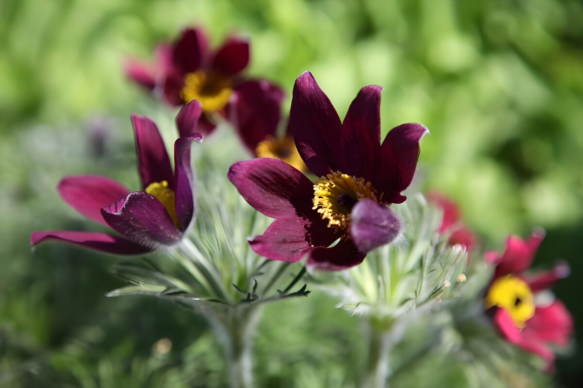 Prachtige paarse bloemen in de zon