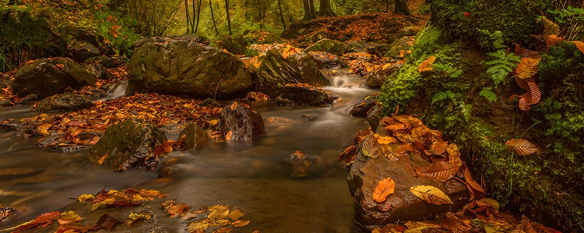 Herfst in het bos met stromend water