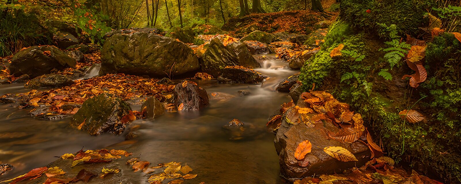 CW6255630: Herfst in het bos met stromend water