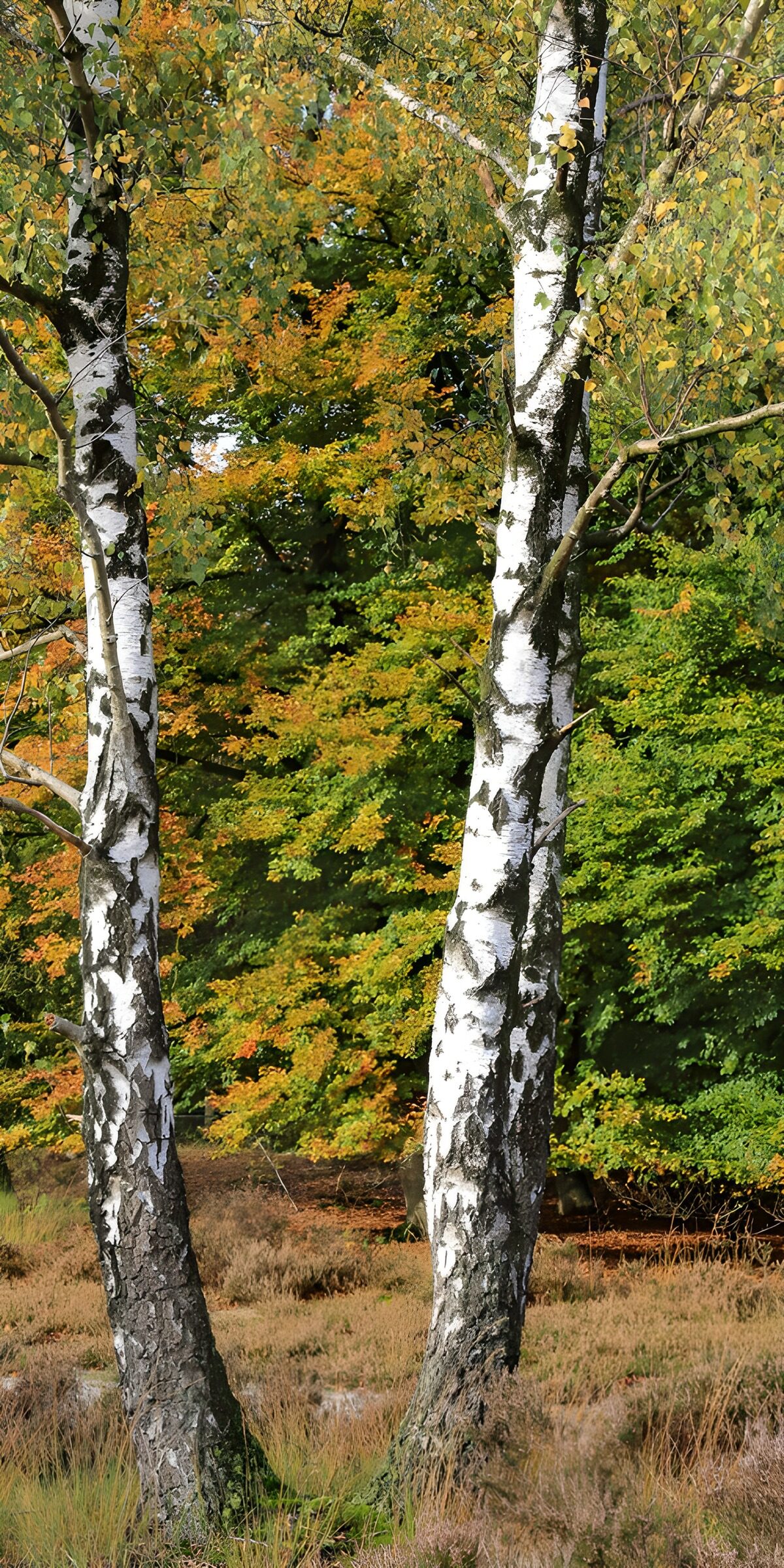 CW2512727: Twee berken in kleurrijk bos