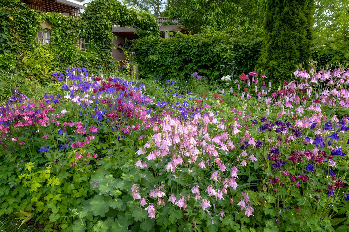 Kleurrijke Bloemenpracht in de Tuin