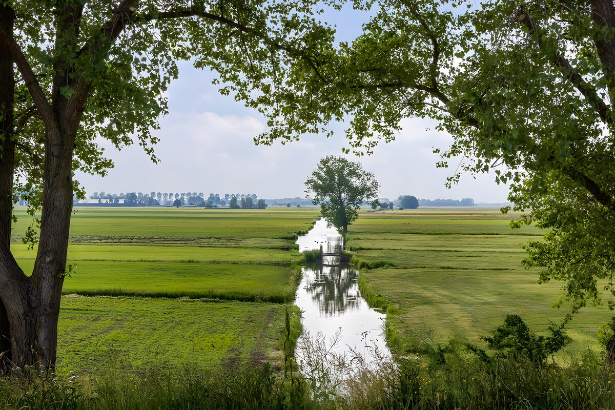 Rustig landschap met water en bomen
