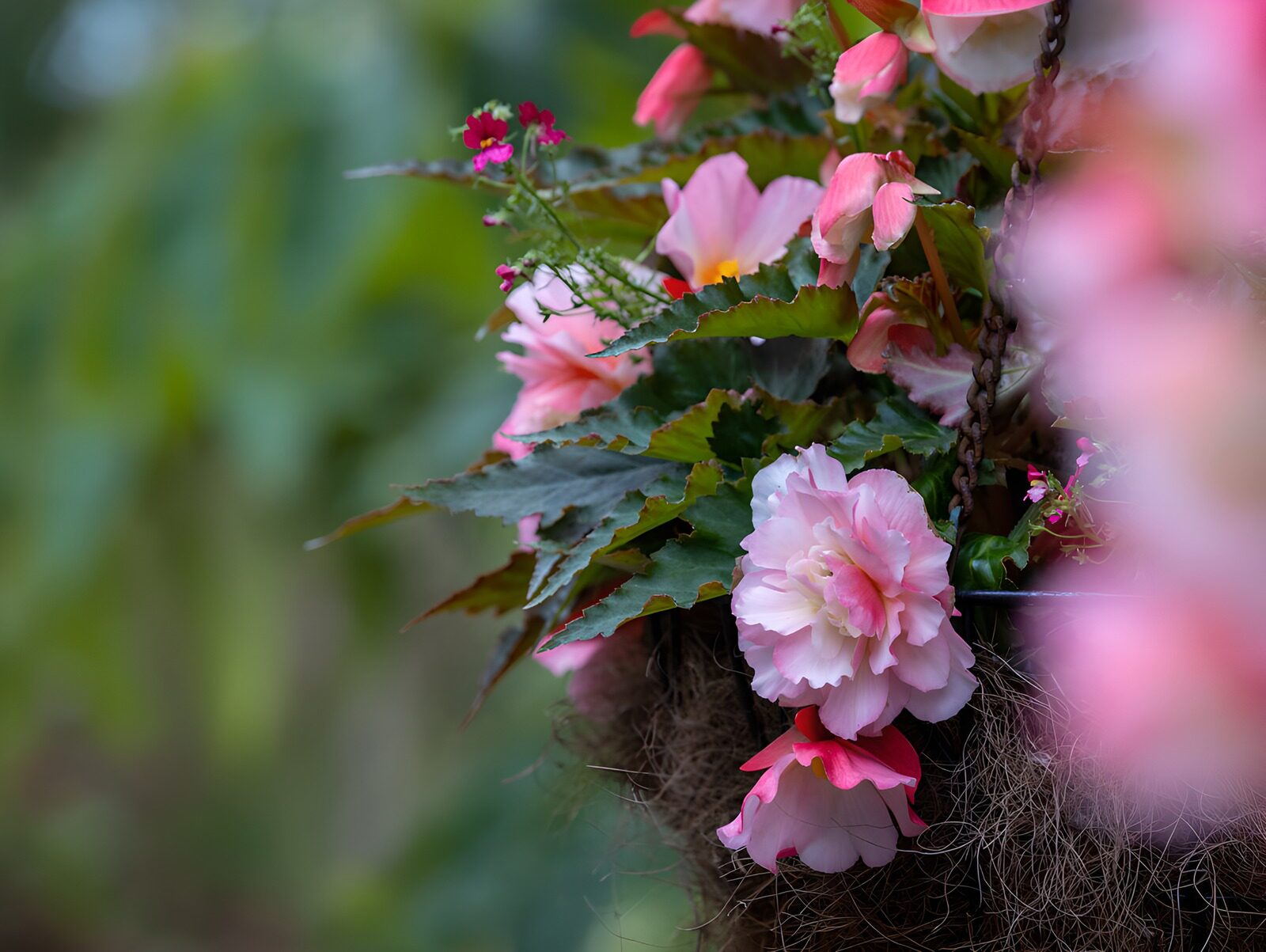 CW5597580: Dubbele roze begonia in hangmand
