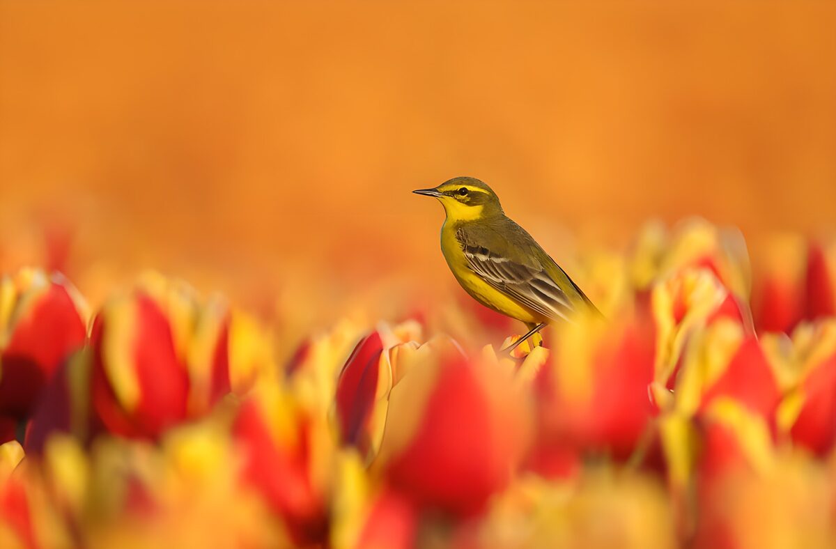Gele kwikstaart tussen tulpen