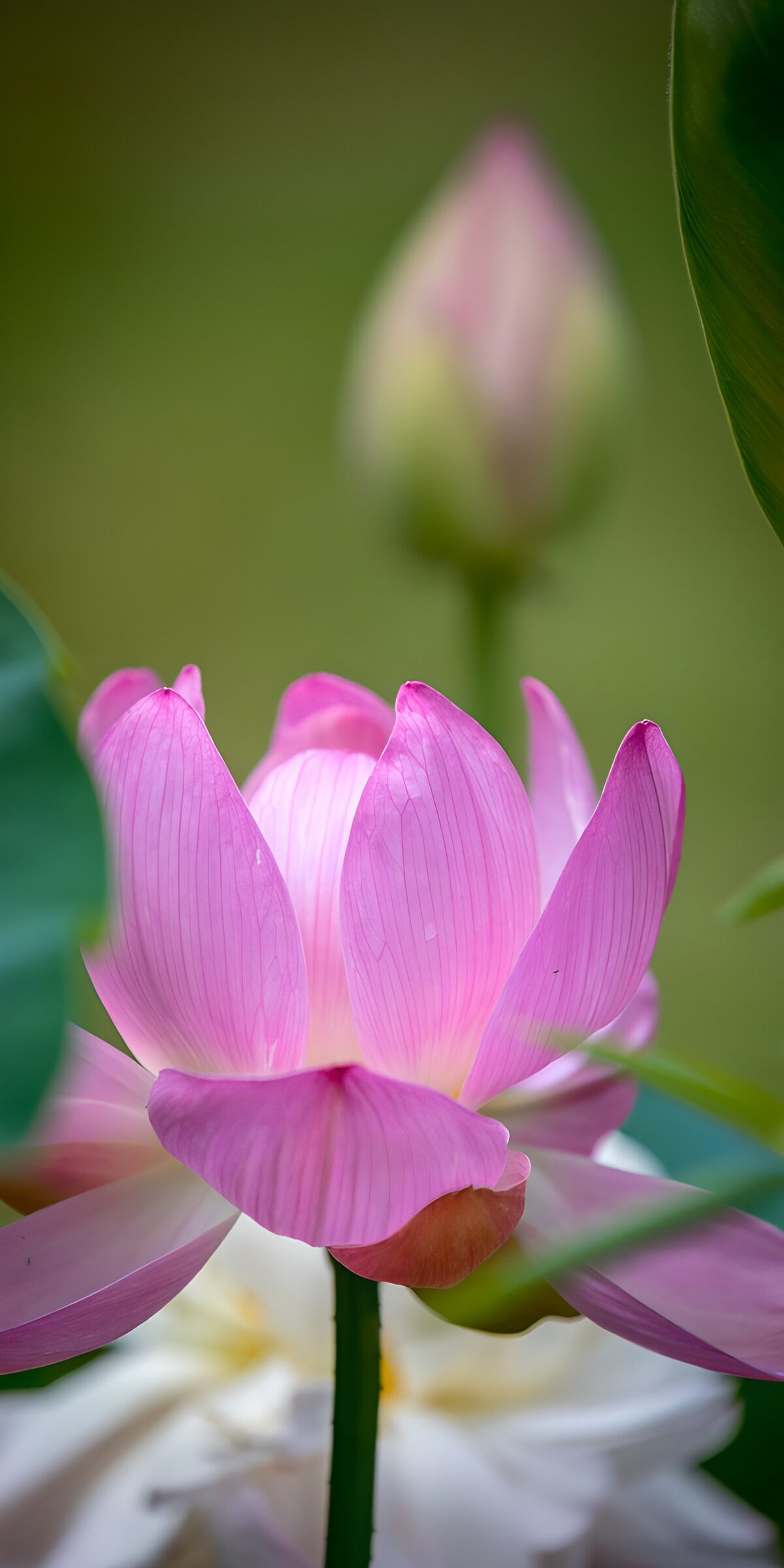 CW2114516: Prachtige Lotus in Bloei