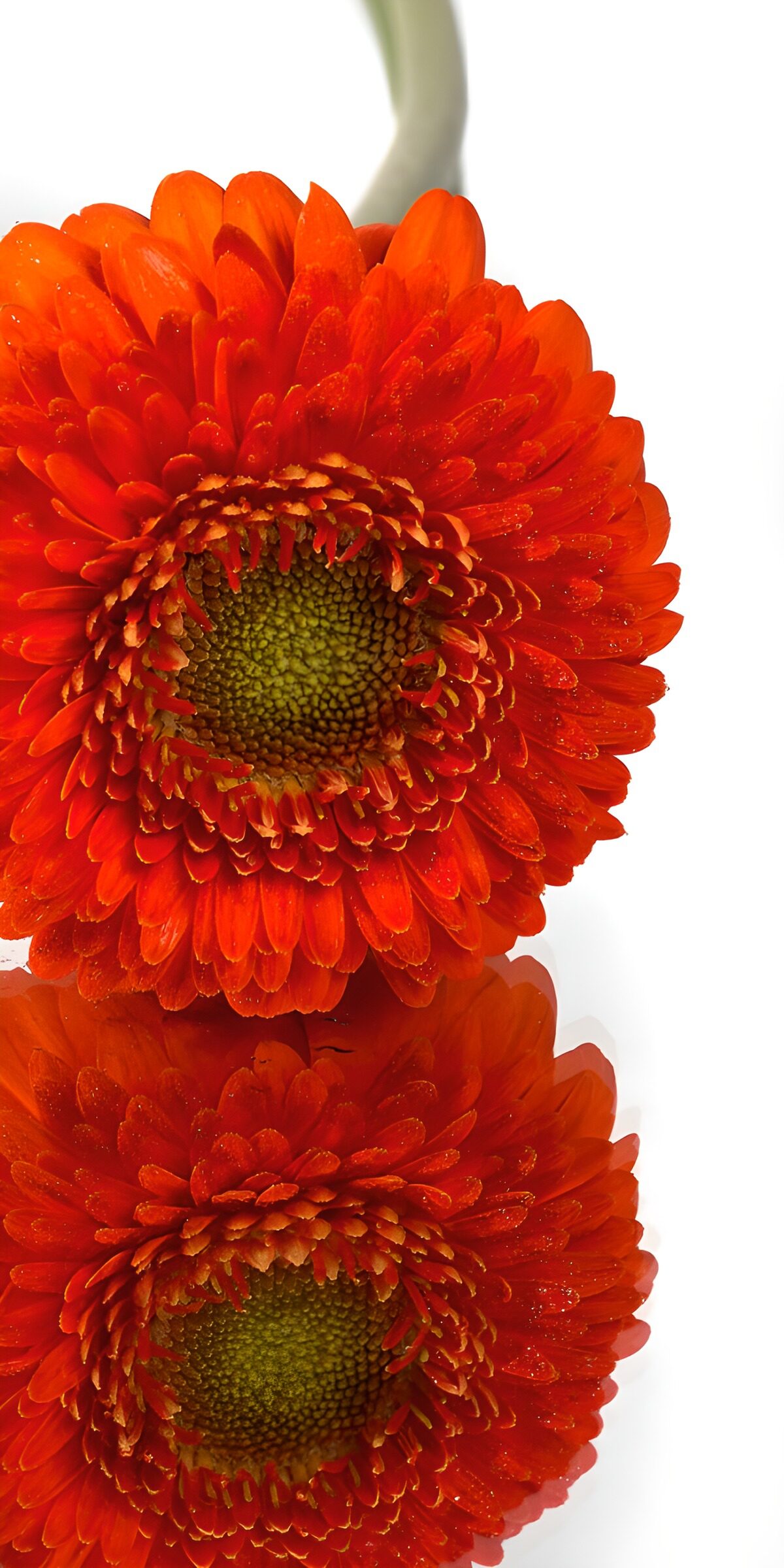 Stralende oranje gerbera
