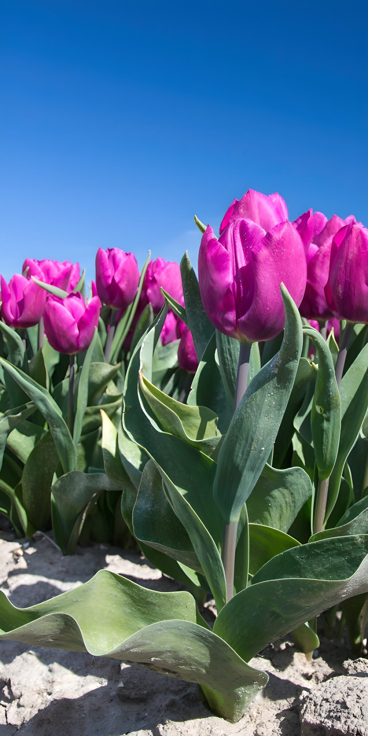 CW5669655: Prachtige paarse tulpen onder een blauwe lucht