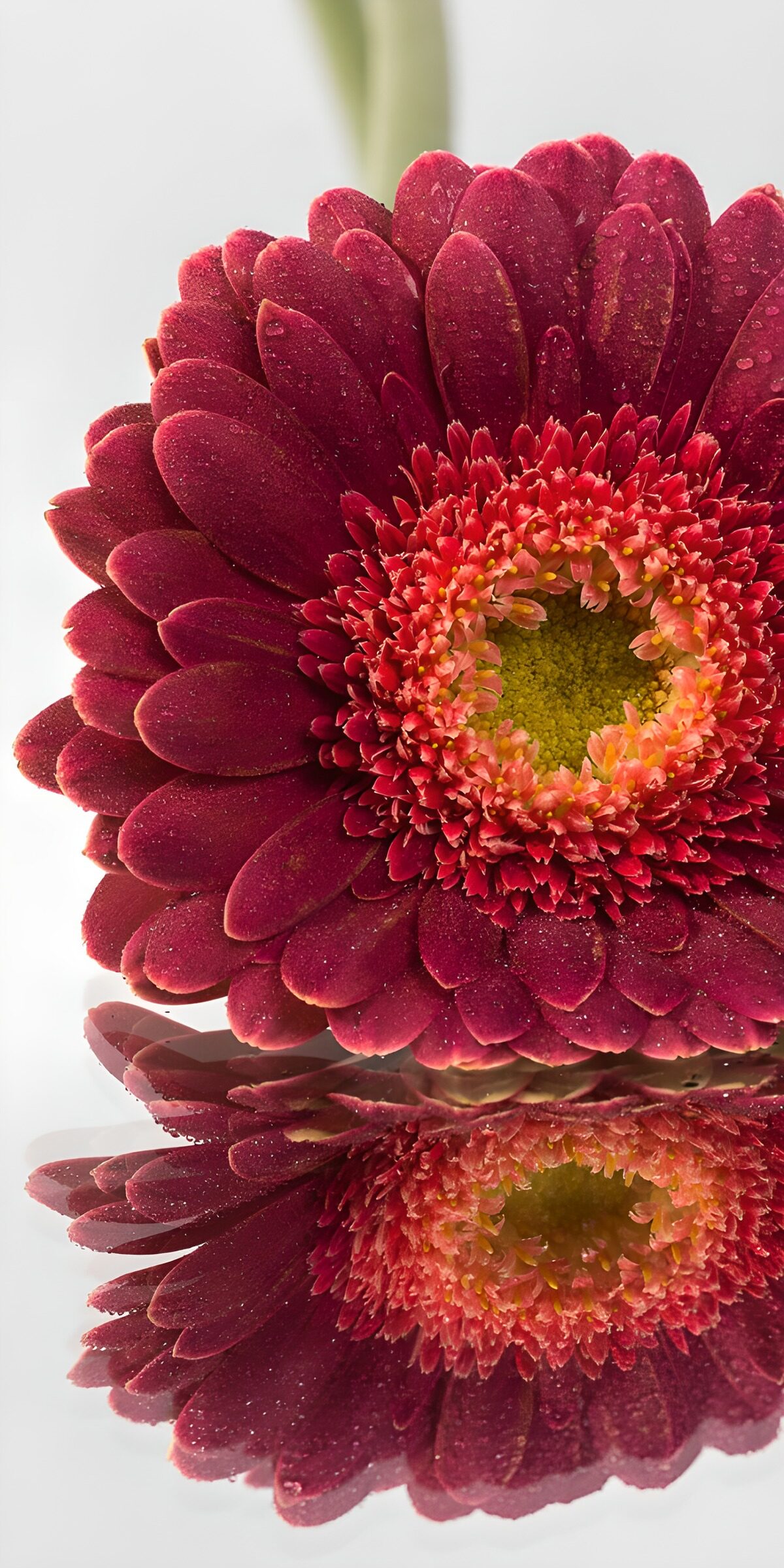 Prachtige gerbera met spiegeling