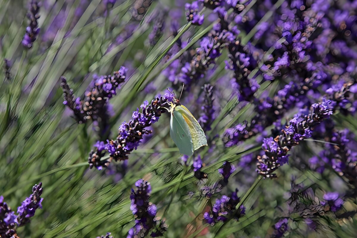 Vlinder op Lavendelbloemen