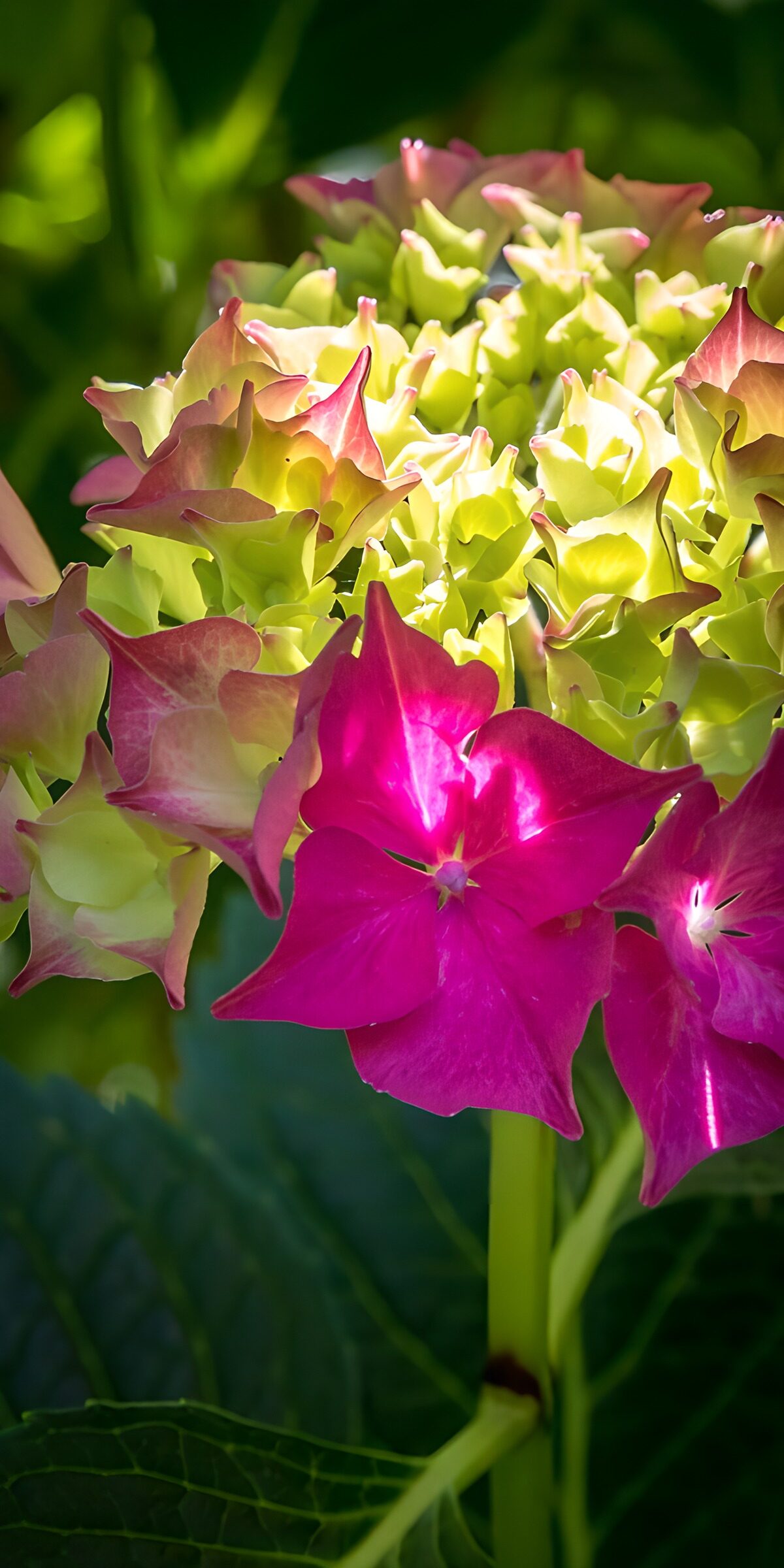 CW6874050: Kleurrijke hortensia in bloei