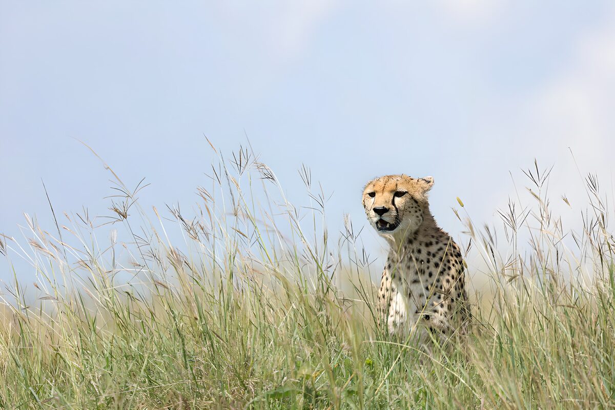 Snel als de wind: de cheeta in het gras