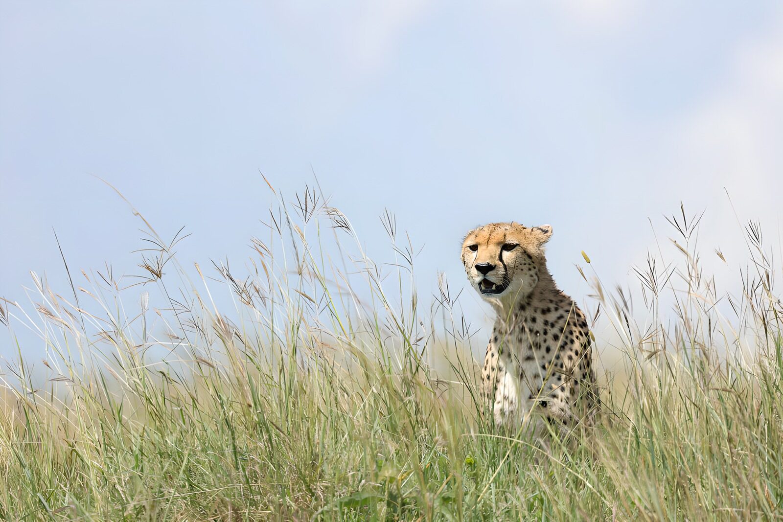 CW9456887: Snel als de wind: de cheeta in het gras