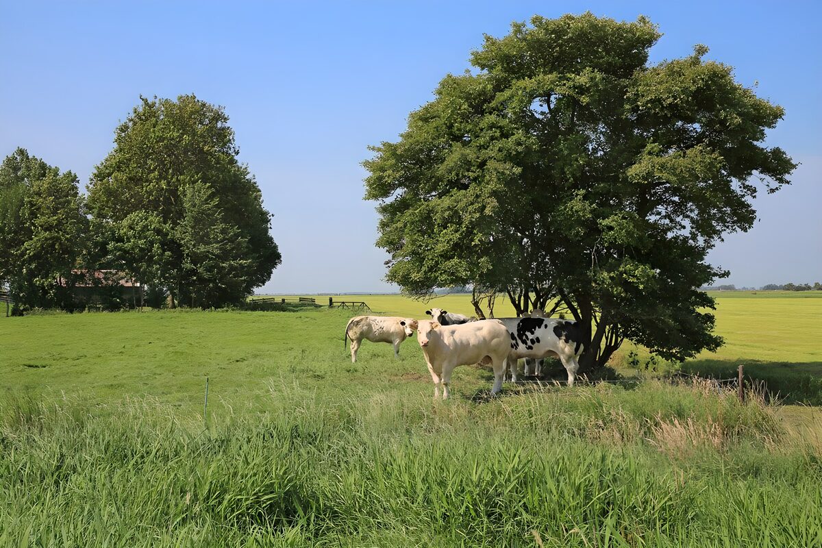 Koeien onder een boom in het groene veld
