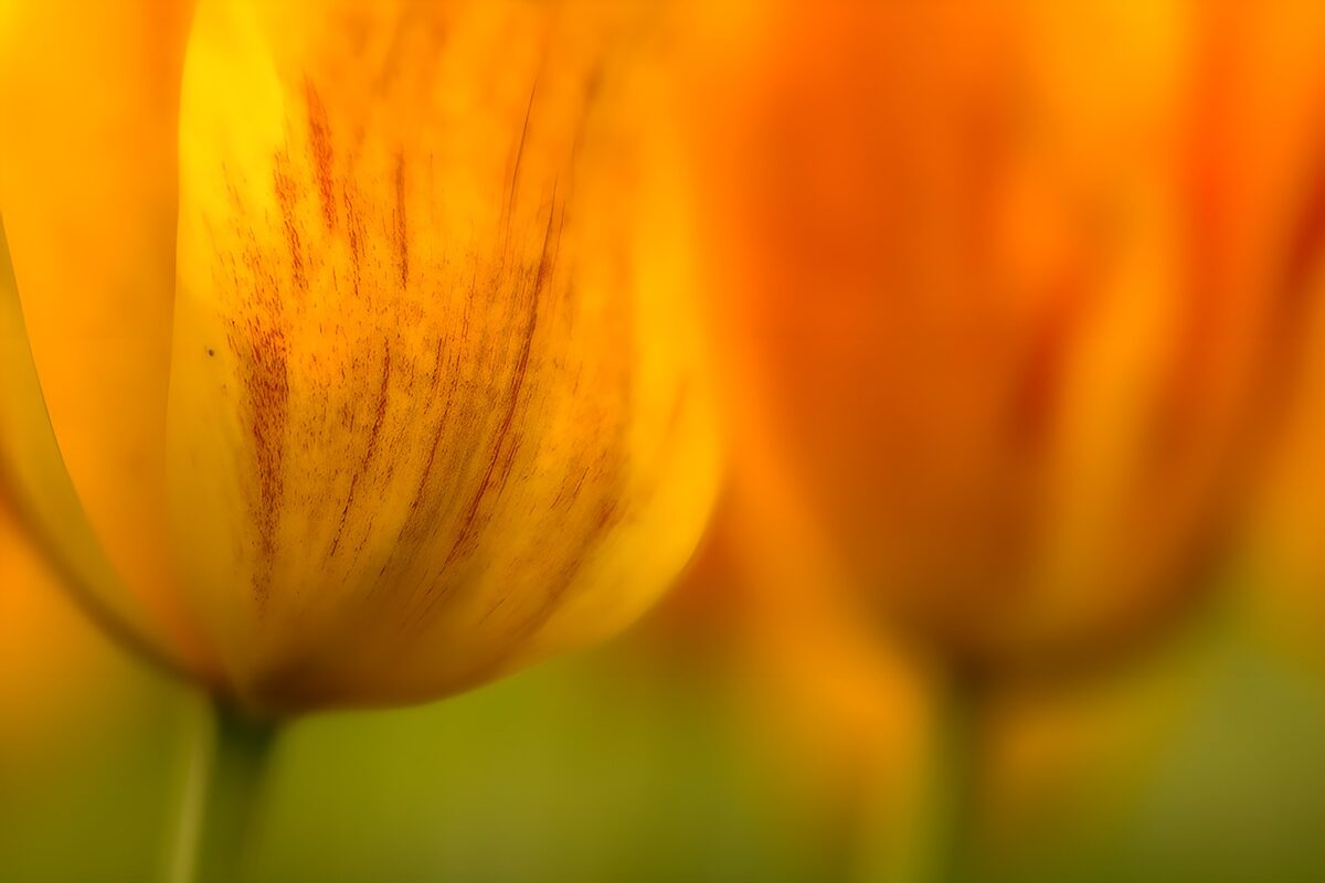 Zonovergoten gele tulpen