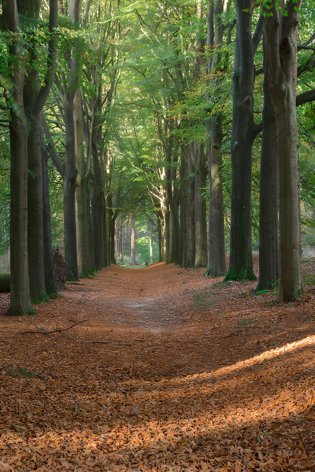 Dromerige Bospad in Herfst