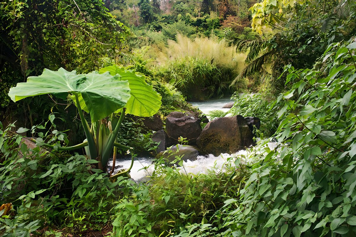 Groene oase met stromend water