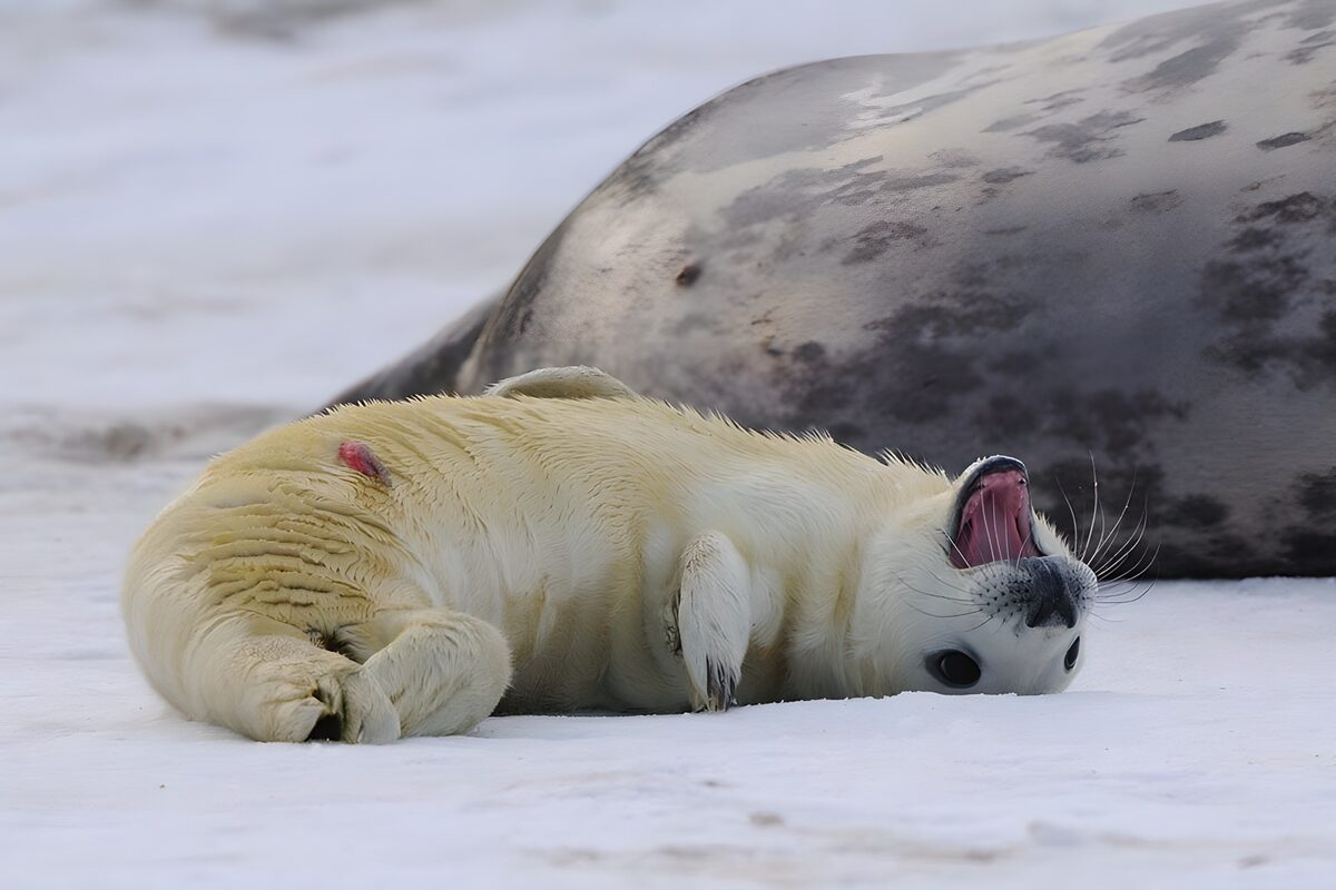 Schattige zeehond pup op het ijs
