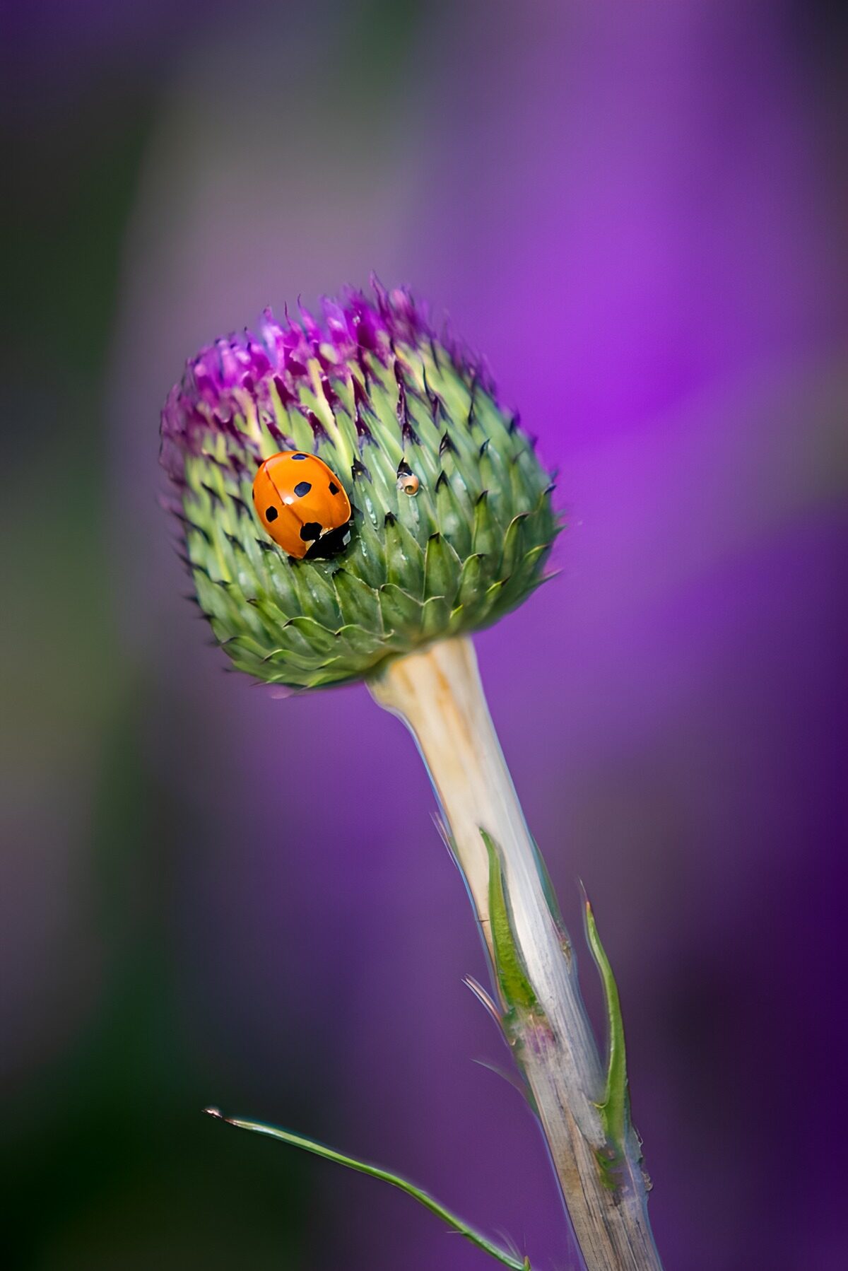 Lieveheersbeestje op distelknop