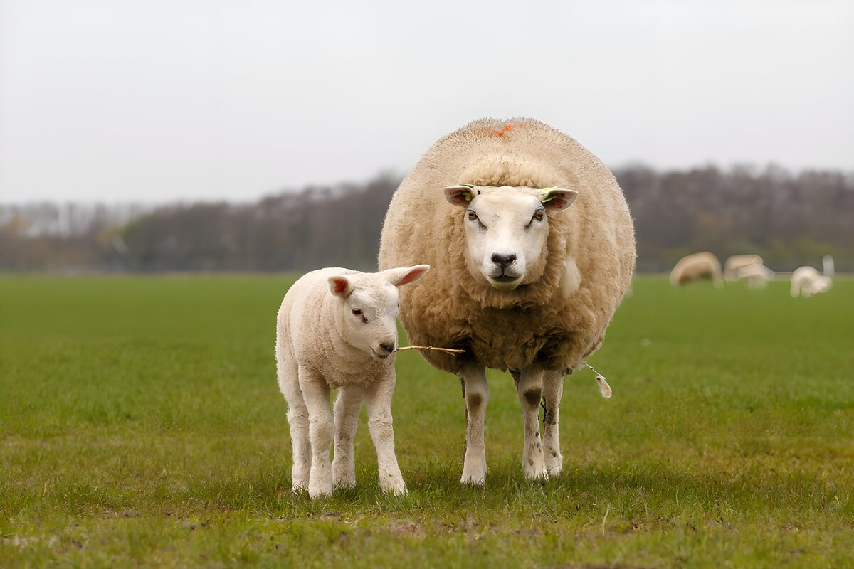 Lammetje en moeder schaap in het gras