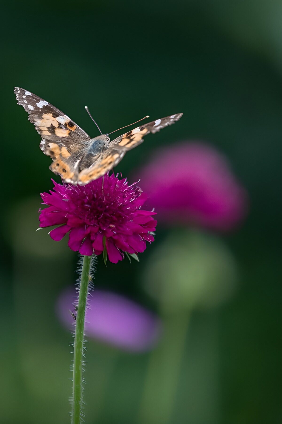 Vlinder op een paarse bloem