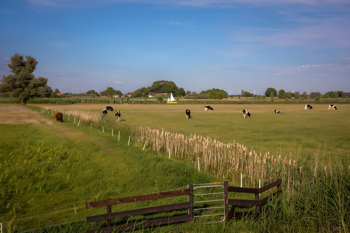CW6571990: Rustige weide met grazende koeien