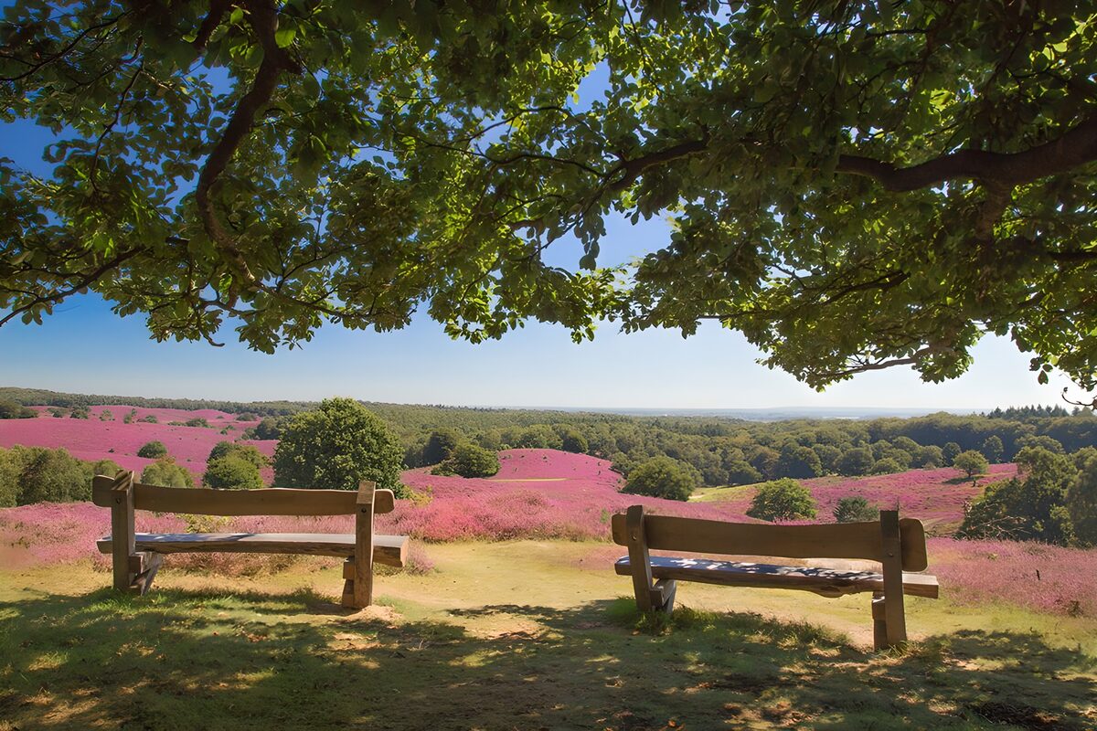 Prachtig uitzicht op paarse heide
