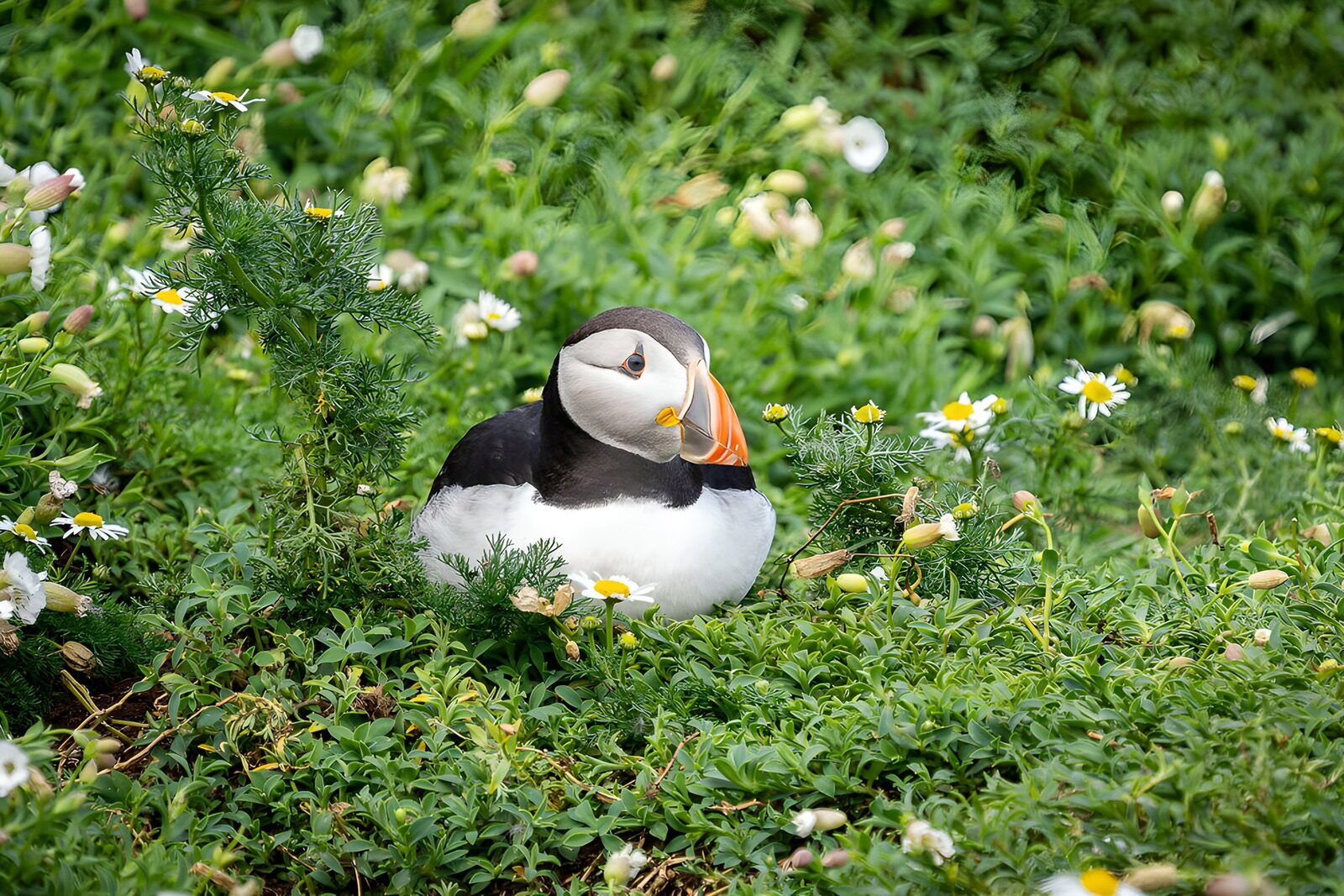 CW7749931: Papegaaiaduif in bloeiende natuur