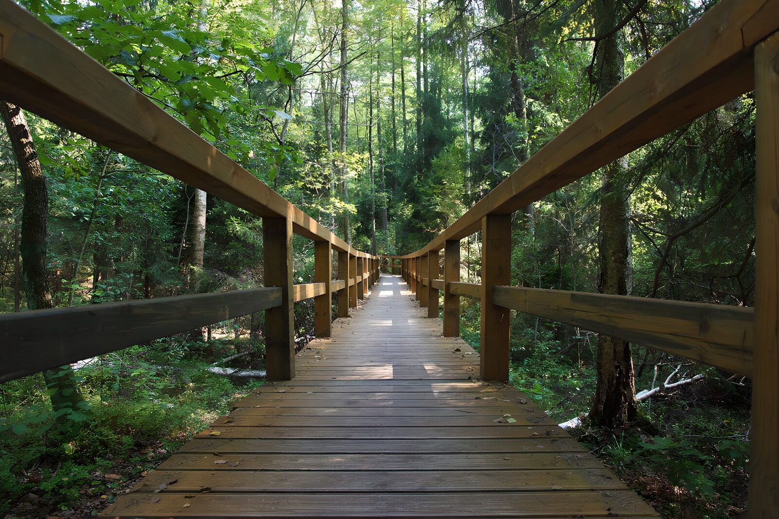 CW1539357: Rustige houten loopbrug door het bos