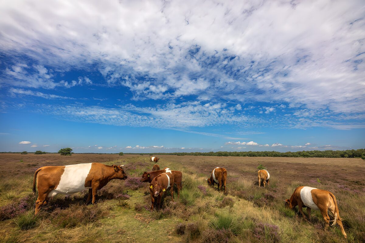 Koeien op de heide onder een blauwe lucht