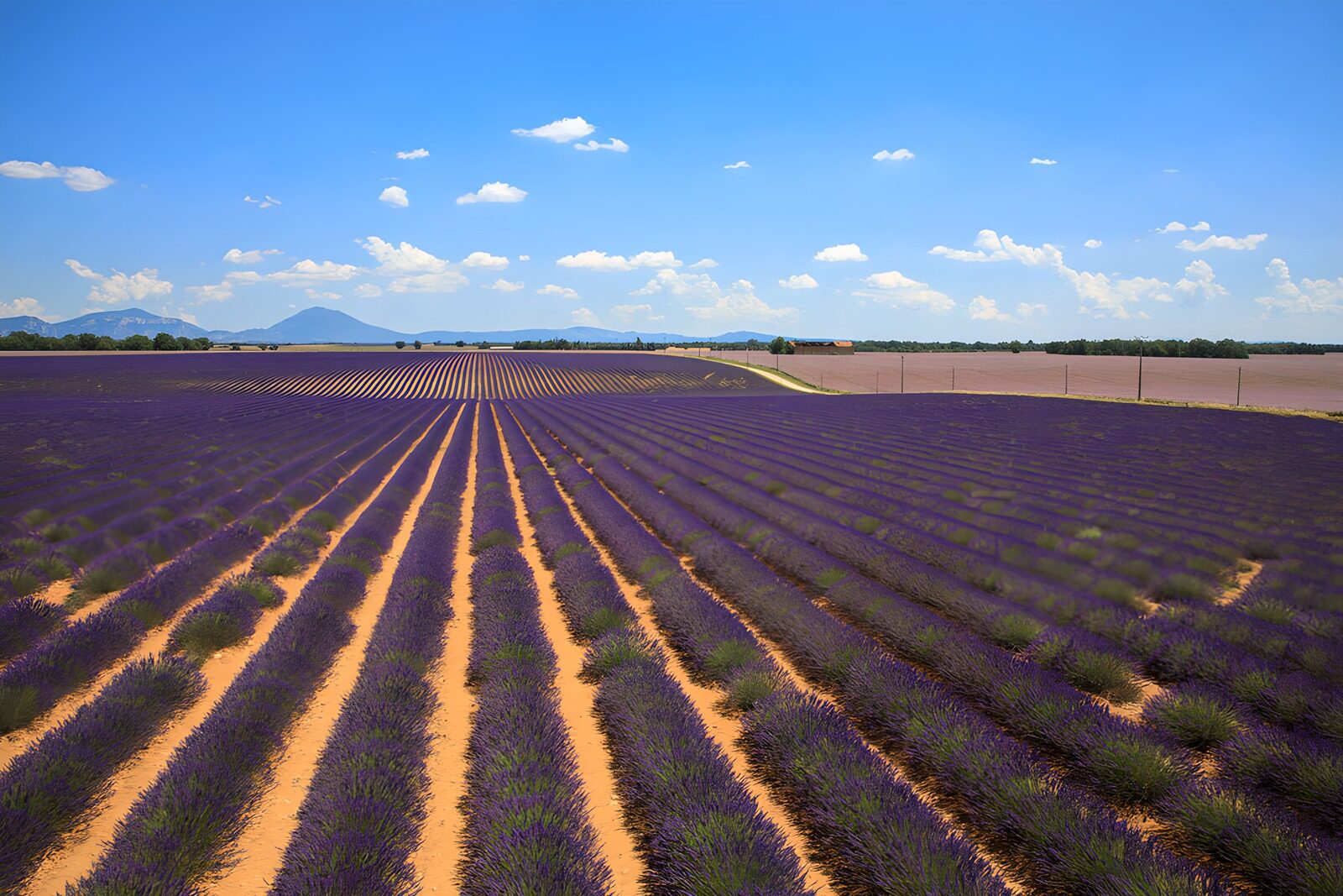 CW7133621: Prachtig Lavendelveld onder een Blauw Lucht
