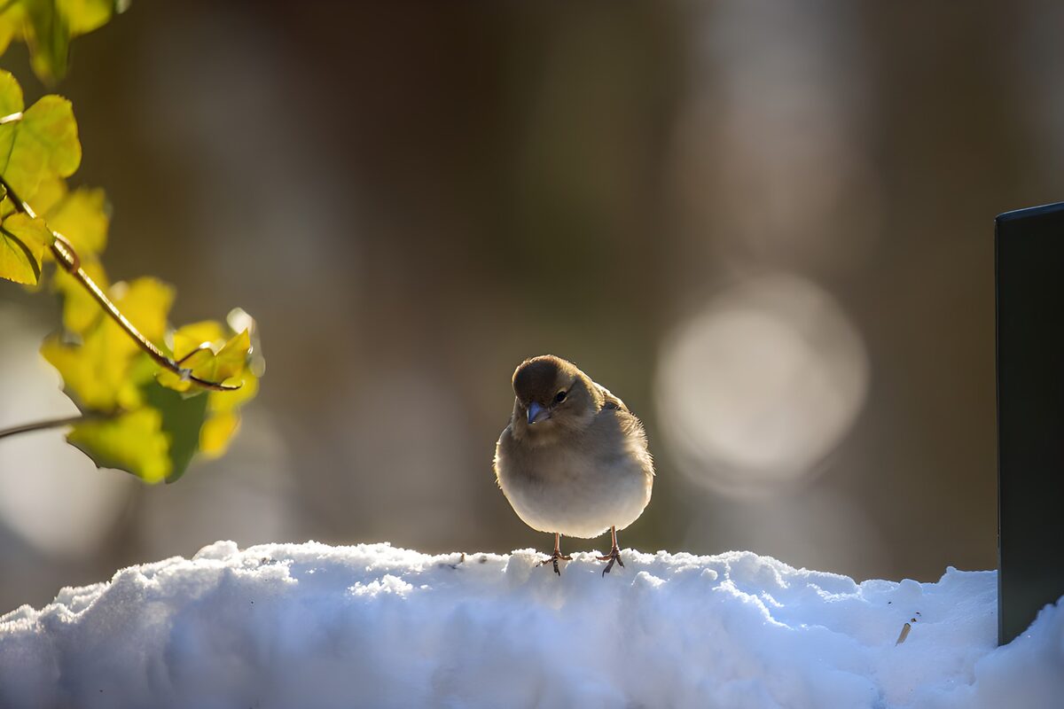 Vink op sneeuwrand in de zon