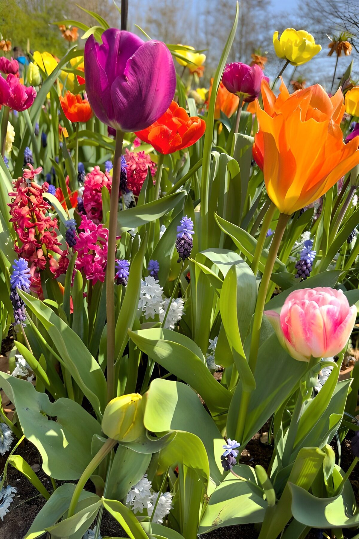 Kleurrijke Lentetuin vol Tulpen