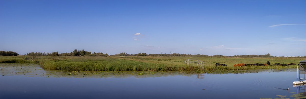 Rustige weide met water en vee