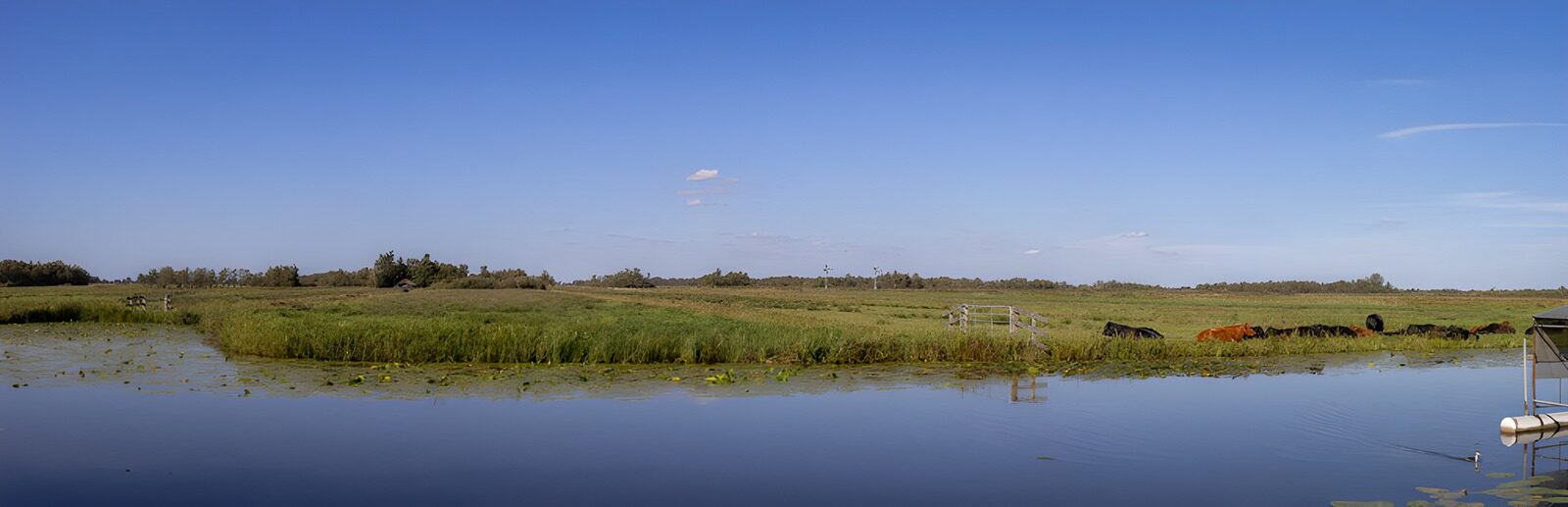 CW3946265: Rustige weide met water en vee