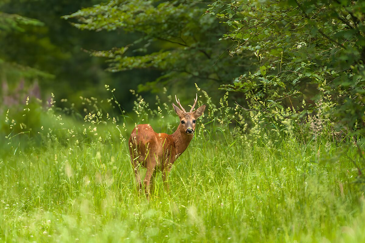 Bosuiltje in het groene gras